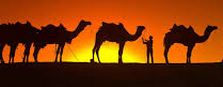 Camels.png