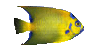 Fish24.gif