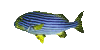 Fish7.gif