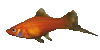 Fish23r.gif