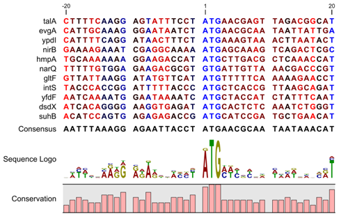 SequenceLogoEcoli.png
