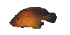 Fish9.gif