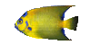 Fish24r.gif