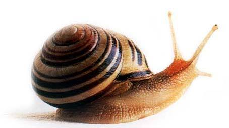 SlowSnail.jpg