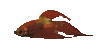 Fish12r.gif