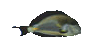 Fish1.gif