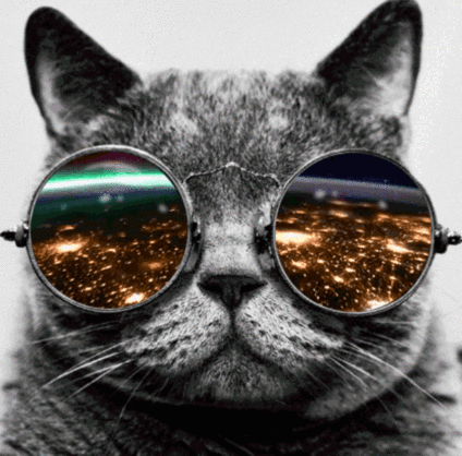 CatGlasses.gif