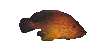 Fish9r.gif