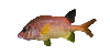 Fish18r.gif