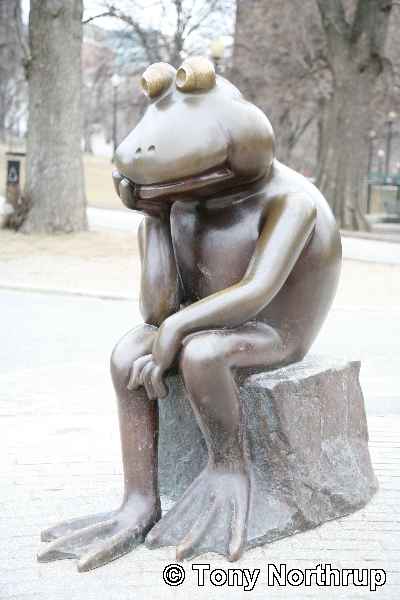 FrogThinking.jpg