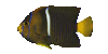 Fish16r.gif