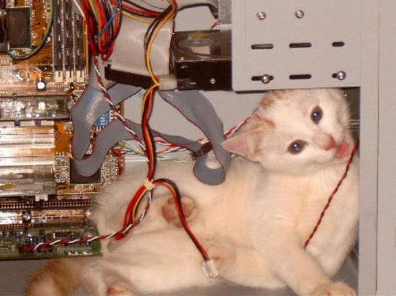 CatInsideComputer.jpg