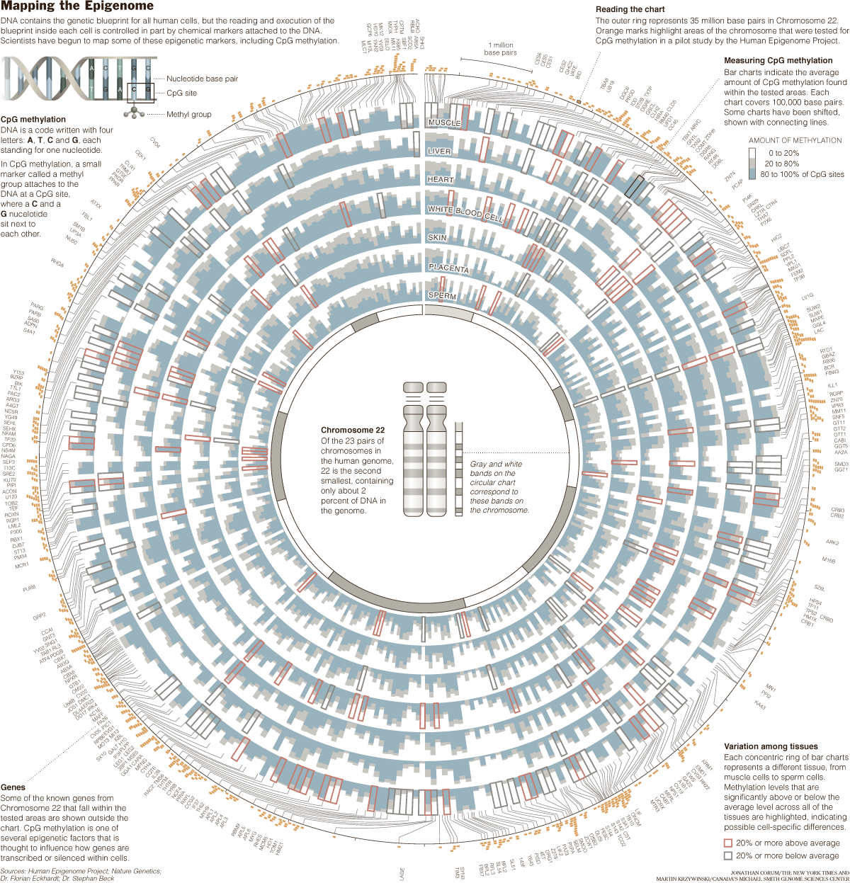 RestOfGenome.gif