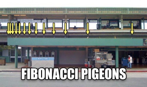 FibonacciPigeons.jpg