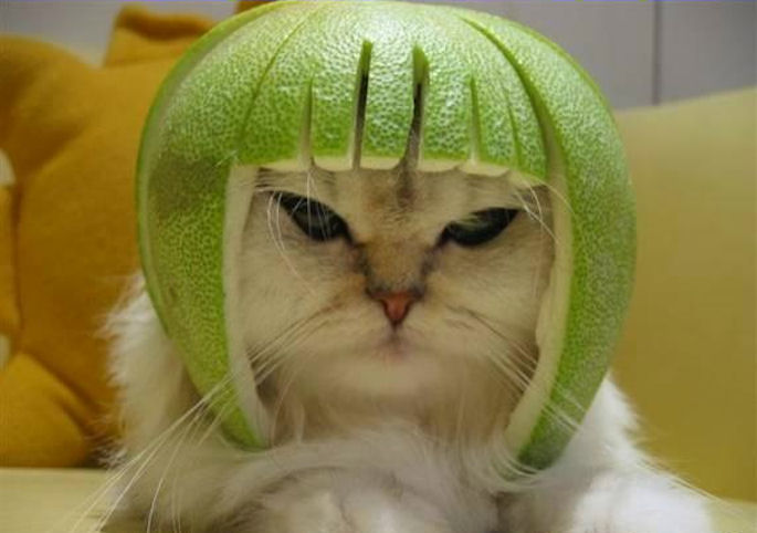 Catmelonhelmet.jpg