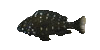 Fish5r.gif