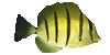 Fish25r.gif