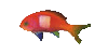 Fish2.gif